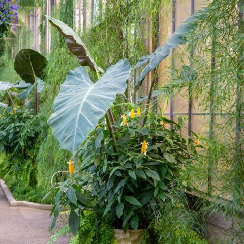 A large, clumping aroid characterized by its enormous, upright, deep green leaves with pronounced white veins and a glossy texture.