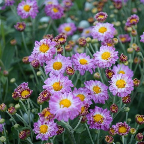 Showy daisy-like purplish, flowers with yellow centers and many petals. 