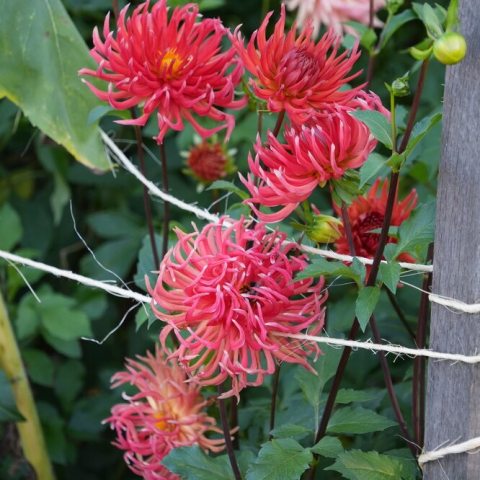 Striking , tall known for its wild, tangled-looking , salmon-colored petals.  