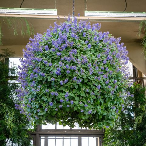 Fuzzy-leafed plant that produces striking electric blue flowers.  