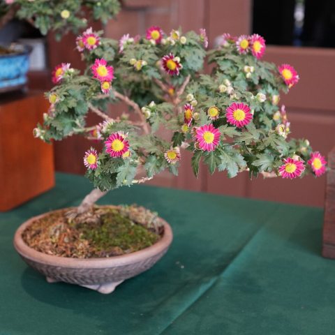 Dainty dark pink petals enhance the yellow center on this bonsai chrysanthemum. 