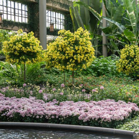 Creamy yellow to pale yellow flowers that are butterfly-shaped and bloom in clusters in the fall through winter. 