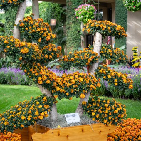 Flowers are burnt orange with a golden center, and the single stem of the plant has been trained to grow up the back of a tree trunk to remain hidden from view.