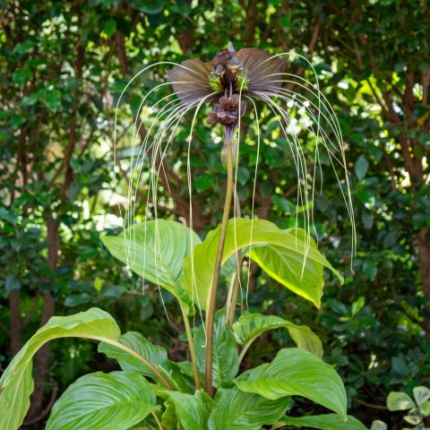 Dark purple to black flowers are notable for their resemblance to a bat in flight. The flowers feature two large, wing-like bracts and long, whisker-like tendrils that hang down. 