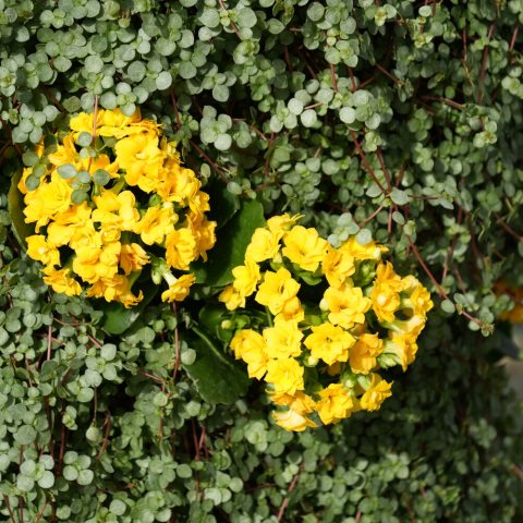 Kalanchoe forms an upright, bushy mound with vibrant yellow flower clusters, while the low growing gray artillery-plant with silvery leaves delicately weaves and forms a carpet throughout the tower.  
