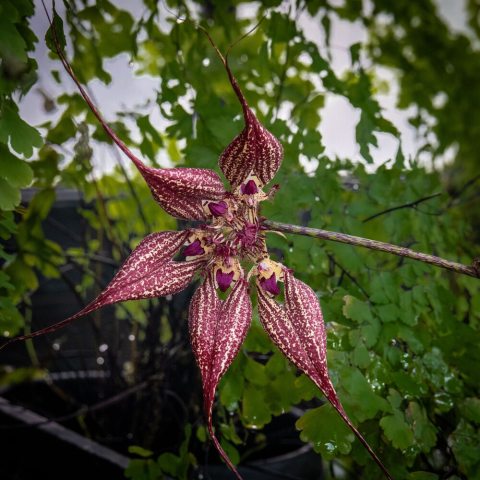Showy, pendant blooms, with long, red-purple colored flowers. 