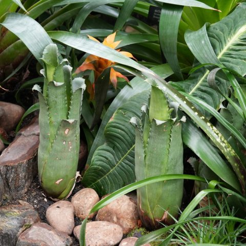 A stiff, leathery bromeliad with leaves that form a vase-like rosette. 