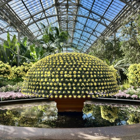 One single plant and one stem, featuring well over 1,000 perfectly‑arranged yellow blooms, each placed in concentric rows to form a uniform dome‑shaped display. 