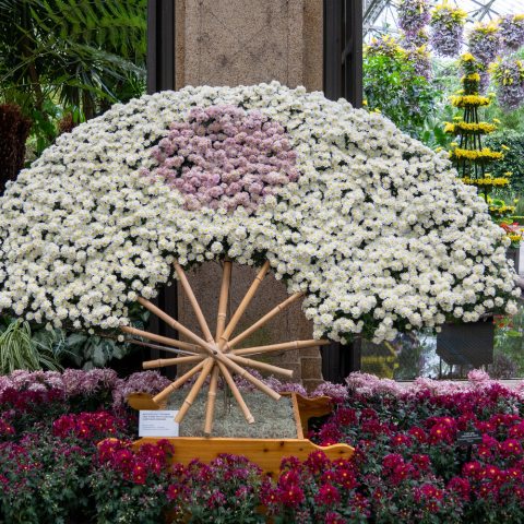 Anemone chrysanthemums featured in a unique fan structure of Chrysanthemum 'Tsuribito' with a central "cushion" of 'Chrysanthemum 'Yamanoha-no-Kumo'