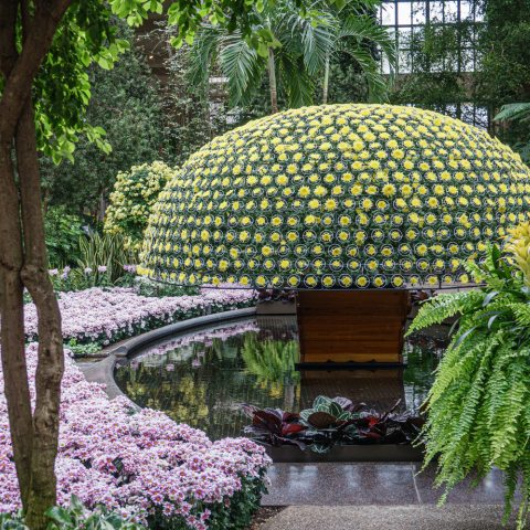 A single chrysanthemum plant meticulously trained to produce over a thousand uniform yellow blooms in a large, dome-like shape.