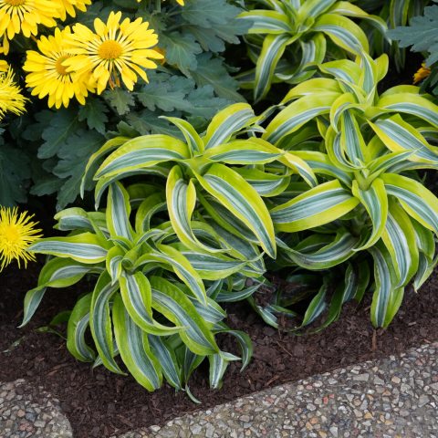 Long, arching leaves that have a central green stripe and are edged with bright yellow to cream variegation.