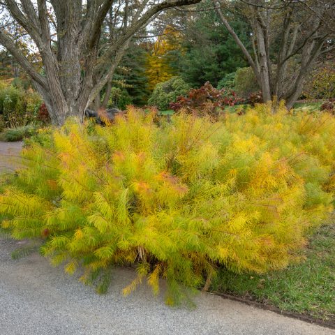 Foliage turns a beautiful golden-yellow in autumn.