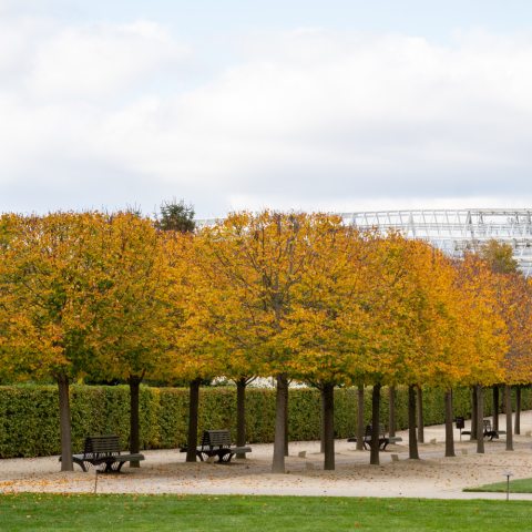 Heart-shaped leaves turn clear to golden yellow in autumn.