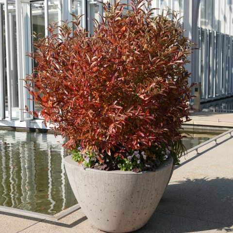 Leaves are vibrant shades of golden-yellow, orange, and red before finally fading to a tawny-beige for the winter. 