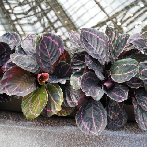 Striking dark, almost black, oval leaves with vibrant pink patterns along the midrib and feathered edges. This "prayer plant" folds its leaves upward at night, like hands in prayer, and has a compact, bushy shape.