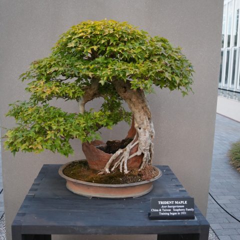 Bright red leaves crowning a bonsaied Maple tree