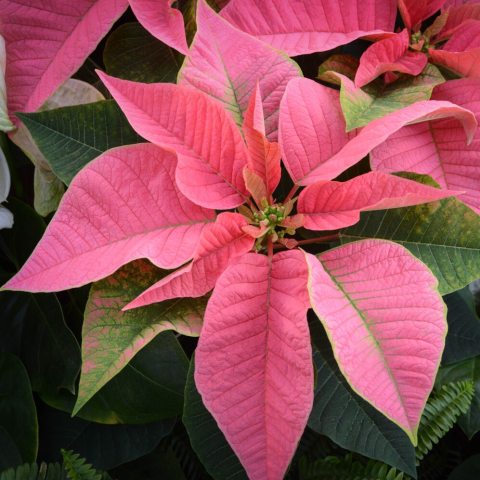 Salmon-pink to pink, modified leaves contrast the attractive dark green foliage. 