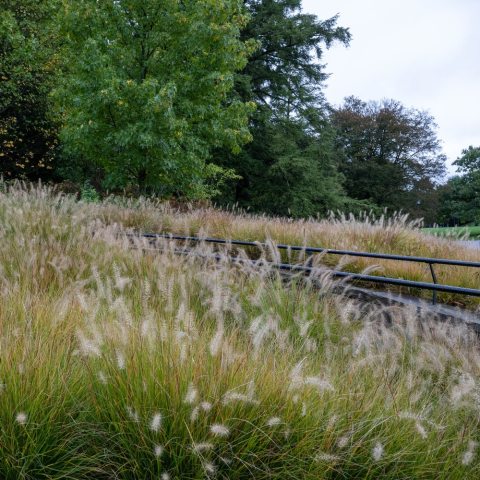 Grass with tufts of spike flowers