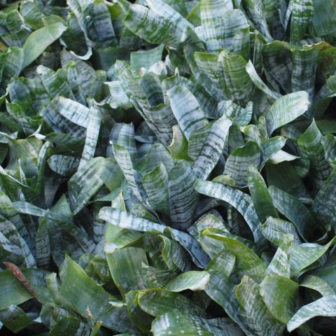 Striking, broad green leaves with silver-grey markings