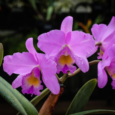 Large, vibrant dark-pink blooms with ruffled tips