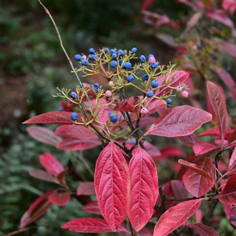 Glossy, deep-wine-red leaves contrast striking clusters of blue-black berries. 