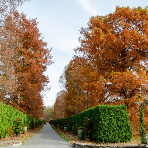 The soft needles on tis deciduous conifer turn a striking russet-bronze color in autumn. 