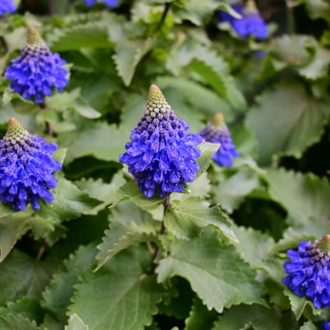 Bright blue to mauve and grow in dense, conical or pyramid-shaped spikes at the tips of branches, resembling a witch's hat or a small pinecone. 