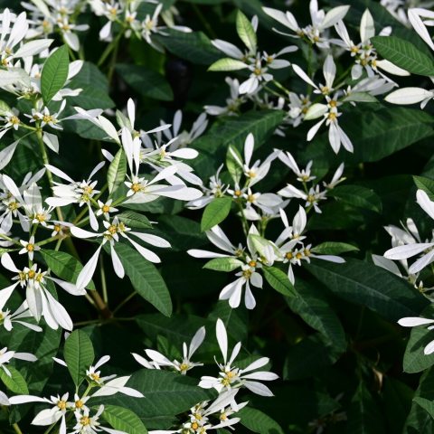 Abundant, showy white bracts that resemble snowflakes!