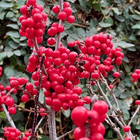 Vibrant red berries cover the stems of the Winterberry shrub. 