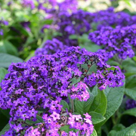 Clusters of rich purple flower heads, that attract pollinating bees, butterflies and hummingbirds all summer long.