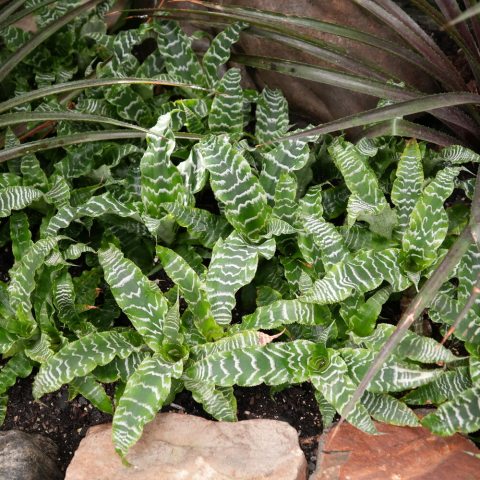 Waxy leaves are deep green with narrow silver bands and silver undersides on this species.