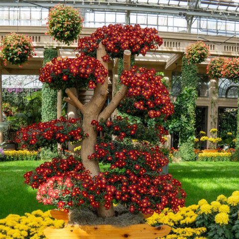 Dense flower coverage of red and yellow- cascade single and semi-double flowers displayed on natural tree limbs. 