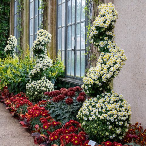 Tightly clustered white daisy appearance with a raised yellow disc.