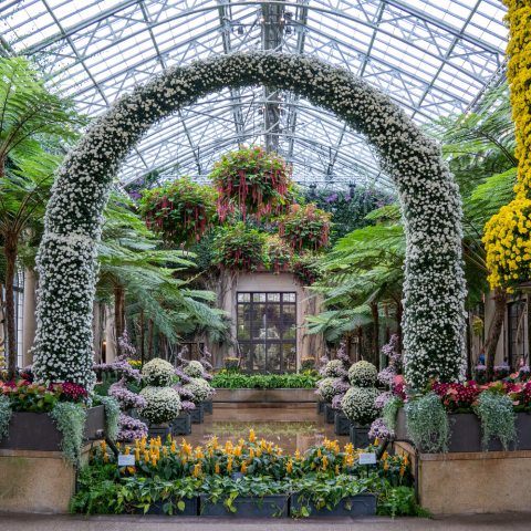 Artistically trained arch form using the chrysanthemum cultivar 'Yamanoha-no-Kumo', a pure white, cascade-style chrysanthemum. 