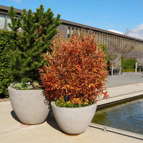 Leaves are vibrant shades of golden-yellow, orange, and red before finally fading to a tawny-beige for the winter. 