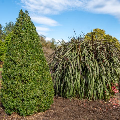 Large ornamental grass that grows 4 to 8 feet tall and 2 to 3 feet wide, known for its spiky, dark purple to almost black foliage that develops as the plant matures.