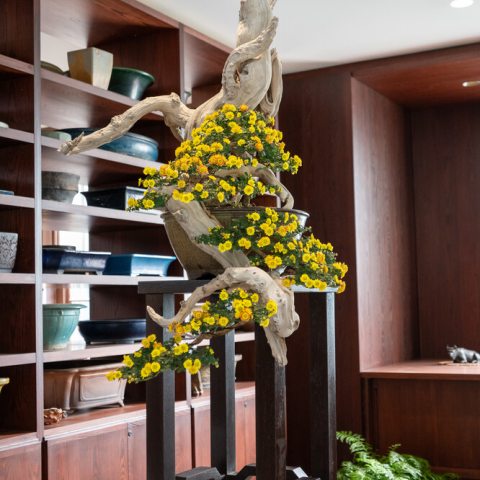 Yellow cascade form chrysanthemum trained and attached to a piece of deadwood to give the illusion of a much older, weathered tree. 