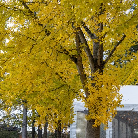 ellow fan-shaped leaves on a branch