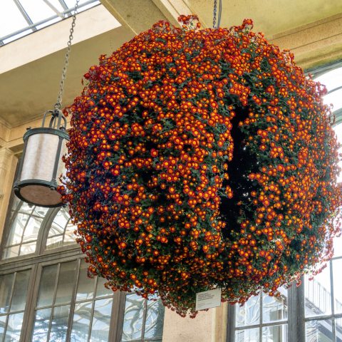 Cascading form of anemone-style reddish-orange flowers.