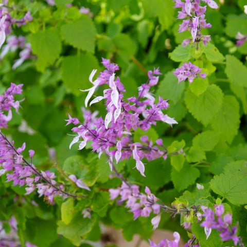 Showy spikes of fragrant pink flowers with lavender overtones held atop the branches 