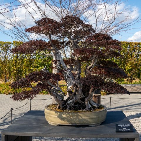 Small, glossy reddish-burgundy leaves with striking multi-stemmed trunk. 