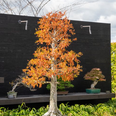 Feathery, delicate needles turn from green to shades of rusty orange, brown, or deep reddish-bronze before detaching from the tree.