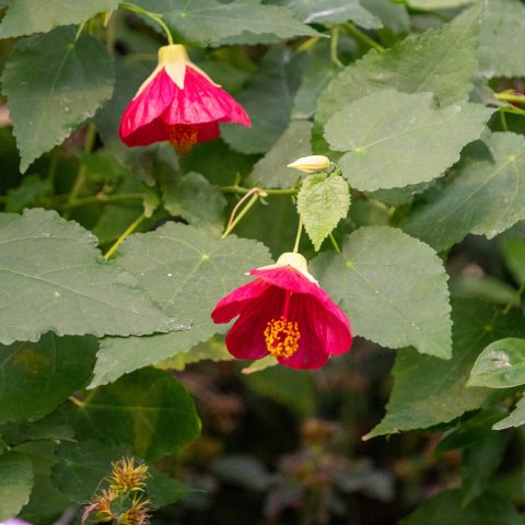 Ruby-colored, bell-shaped flowers with prolific blooming habit. Leaves are the shape of maple leaves. 