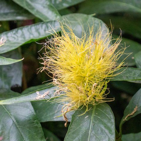 Whitish tubular flowers surrounded by a dense, prominent cluster of golden-yellow bracts and sepals. 