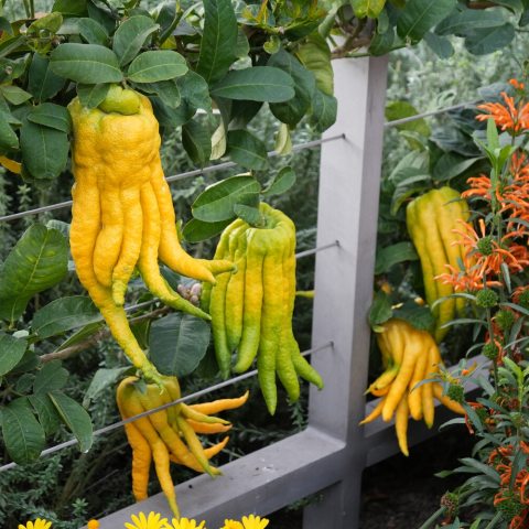 An unusually-shaped citrus variety whose yellow fruit is segmented into finger-like sections,.