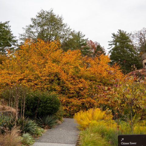 Contorted trunk and branches, creates an unpredictable, dome-like canopy of fall color with a striking golden-bronze hue.