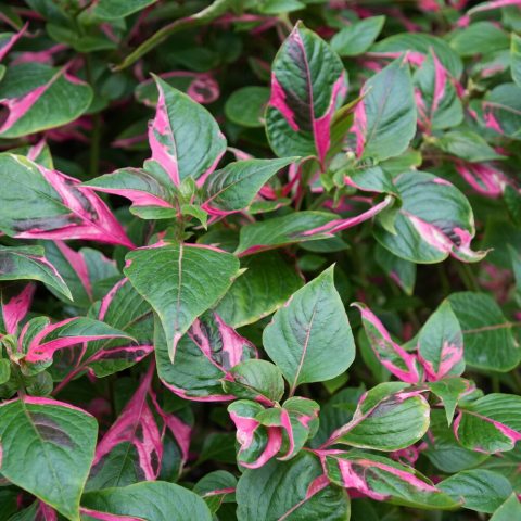 Vibrant, variegated leaves that are dark green with streaks and blotches of bright pink. 
