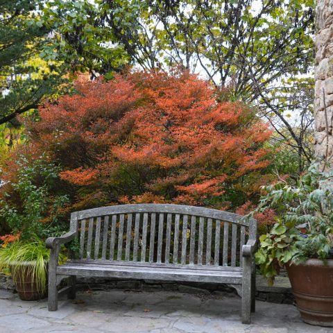 Small, elliptical to obovate leaves turn a spectacular scarlet, orange, and yellow in the fall.