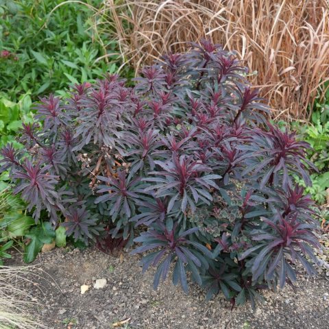 Evergreen to semi-evergreen perennial with dark, wine-red foliage.