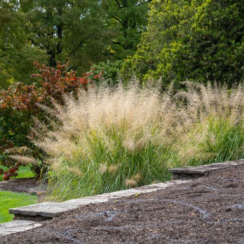 Striking, stiff, pale tan or blonde plumes that stand high above the gray-green foliage, resembling feathery seed pods.